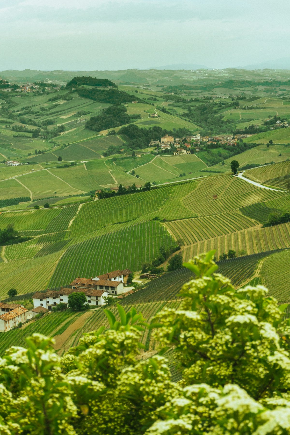 Colinas y viñedos de las Langhe cerca de La Morra