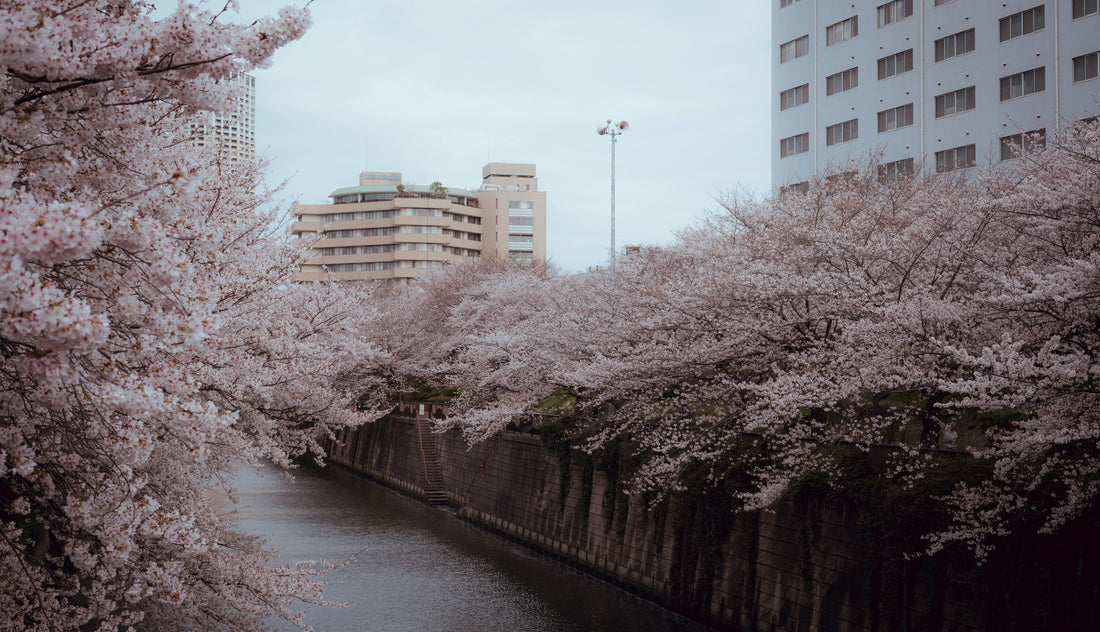 Japón en Semana Santa: cómo organizarlo con antelación